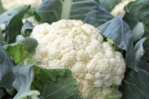 Cauliflower. The Thai for "cauliflower" is "ดอกกะหล่ำ". Cauliflower. The Thai for "cauliflower" is "ดอกกะหล่ำ".