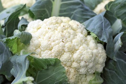 Cauliflower. The Thai for "cauliflower" is "ดอกกะหล่ำ".