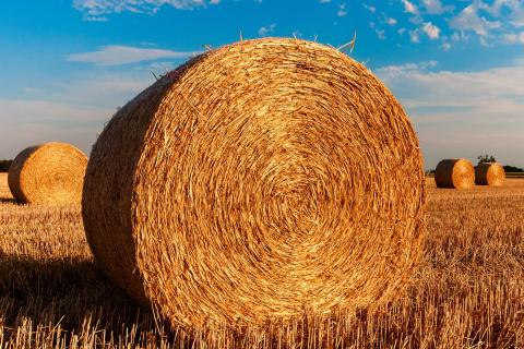 Straw. The Thai for "straw" is "ฟาง". Straw. The Thai for "straw" is "ฟาง".
