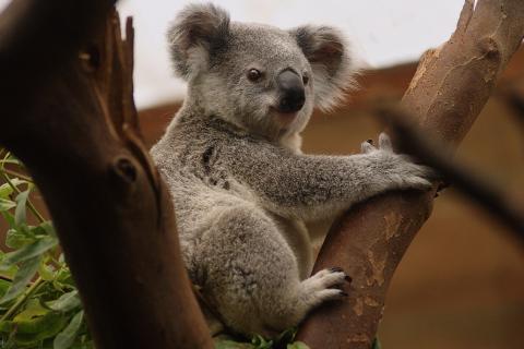 Koala (short form). The Thai for "koala (short form)" is "โคอาลา".