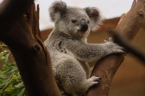 Koala. The Thai for "koala" is "หมีโคอาลา".