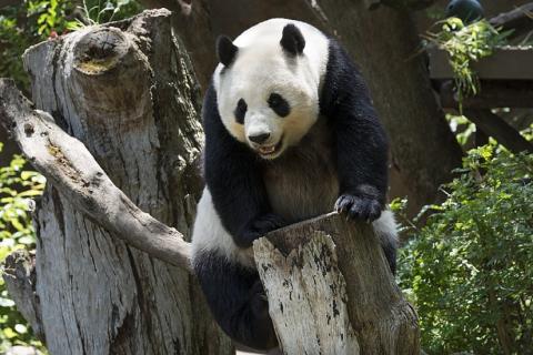 Panda. The Thai for "panda" is "แพนด้า". Panda. The Thai for "panda" is "แพนด้า".