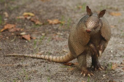 Armadillo (short form). The Thai for "armadillo (short form)" is "นิ่ม".
