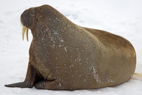 Walrus. The Thai for "walrus" is "สิงโตทะเล".