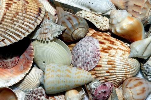 Seashell. The Thai for "seashell" is "เปลือกหอย".