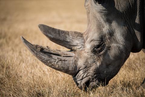 Rhinoceros. The Thai for "rhinoceros" is "แรด".