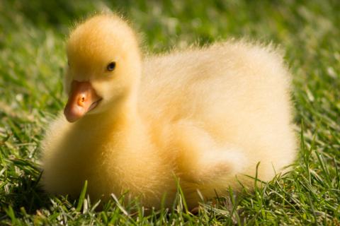 Duckling. The Thai for "duckling" is "ลูกเป็ด".