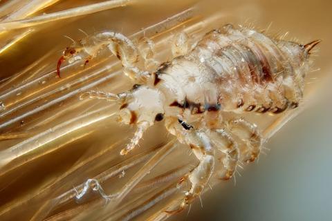 Lice; louse. The Thai for "lice; louse" is "เหา".