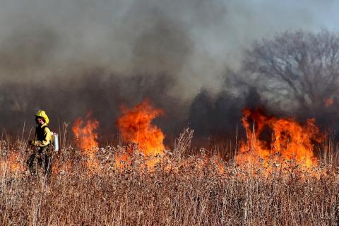 Wildfire; forest fire. The Thai for "wildfire; forest fire" is "ไฟป่า".