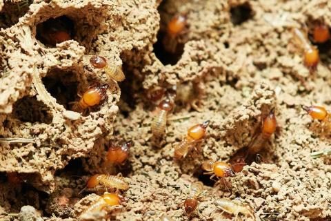 Termite. The Thai for "termite" is "ปลวก".
