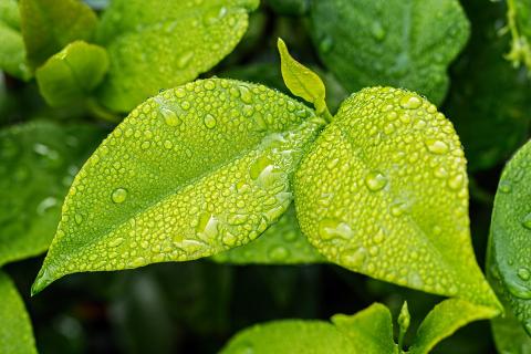 A flat green part of a plant, growing from a stem or branch and a flat object. The Thai for "a flat green part of a plant, growing from a stem or branch and a flat object" is "ใบ".