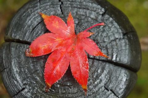 A red leaf. The Thai for "a red leaf" is "ใบไม้สีแดง".