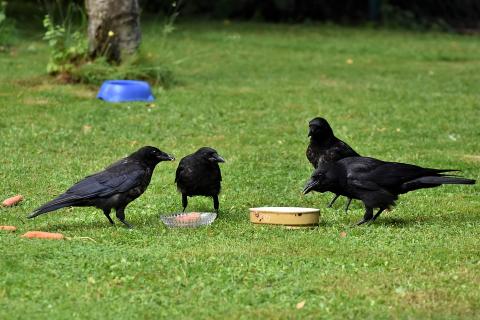 Four crows. The Thai for "four crows" is "กาสี่ตัว". Four crows. The Thai for "four crows" is "กาสี่ตัว".