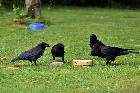 Four crows. The Thai for "four crows" is "กาสี่ตัว".