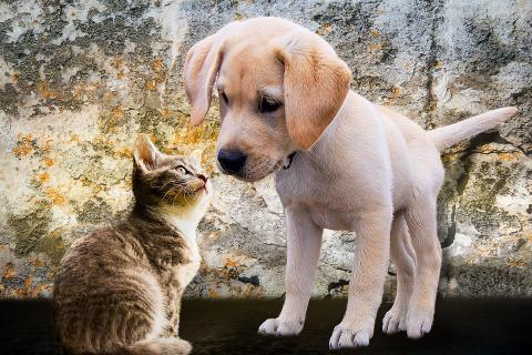 A puppy and a kitten. The Thai for "a puppy and a kitten" is "ลูกหมาและลูกแมว".
