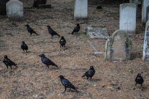 A murder of crows. The Thai for "a murder of crows" is "ฝูงกา".