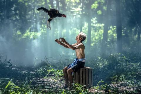 A chicken and an old man. The Thai for "a chicken and an old man" is "ไก่และชายชรา". A chicken and an old man. The Thai for "a chicken and an old man" is "ไก่และชายชรา".