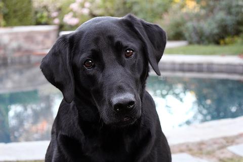 A black dog. The Thai for "a black dog" is "หมาสีดำหนึ่งตัว".