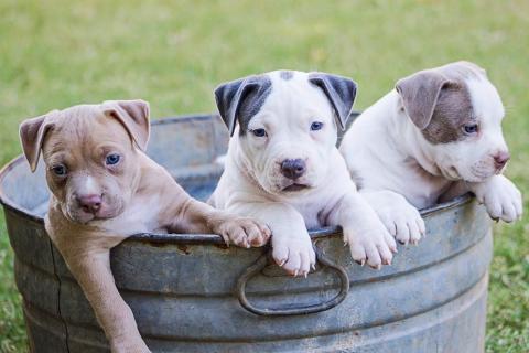 Three puppies. The Thai for "three puppies" is "ลูกหมาสามตัว".