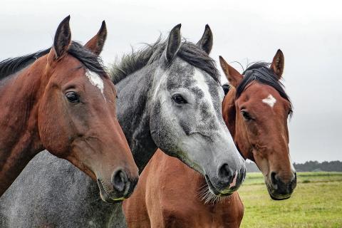 Three horses. The Thai for "three horses" is "ม้าสามตัว".