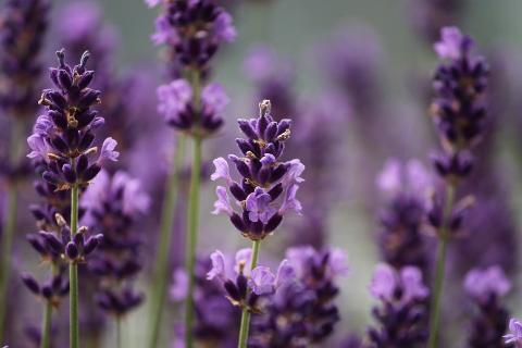 Purple flowers. The Thai for "purple flowers" is "ดอกไม้สีม่วง".