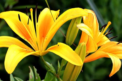 Yellow flowers. The Thai for "yellow flowers" is "ดอกไม้สีเหลือง".