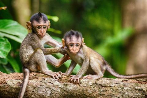 Two baby monkeys. The Thai for "two baby monkeys" is "ลูกลิงสองตัว".