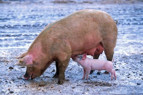 A mother pig and a piglet. The Thai for "a mother pig and a piglet" is "แม่หมูและลูกหมู".