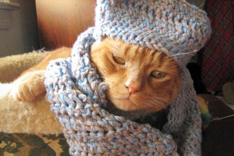 A cat and a scarf. The Thai for "a cat and a scarf" is "แมวและผ้าพันคอ".
