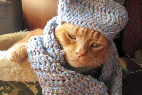 A cat and a scarf. The Thai for "a cat and a scarf" is "แมวและผ้าพันคอ". A cat and a scarf. The Thai for "a cat and a scarf" is "แมวและผ้าพันคอ".
