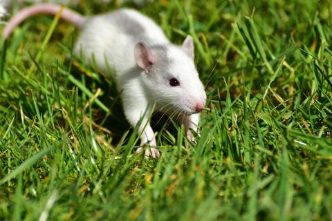 A white rat. The Thai for "a white rat" is "หนูสีขาวหนึ่งตัว".