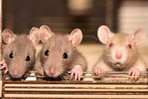 Three mice. The Thai for "three mice" is "หนูสามตัว".