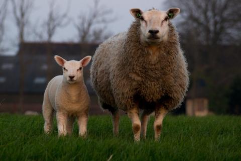 A sheep and a lamb. The Thai for "a sheep and a lamb" is "แกะและลูกแกะ".