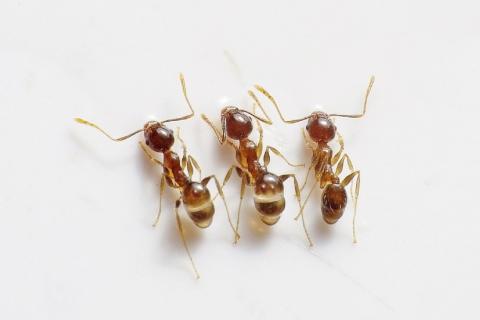 Three ants. The Thai for "three ants" is "มดสามตัว". Three ants. The Thai for "three ants" is "มดสามตัว".