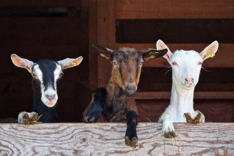 Three goats. The Thai for "three goats" is "แพะสามตัว".