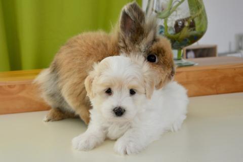 A rabbit and a puppy. The Thai for "a rabbit and a puppy" is "กระต่ายและลูกหมา". A rabbit and a puppy. The Thai for "a rabbit and a puppy" is "กระต่ายและลูกหมา".