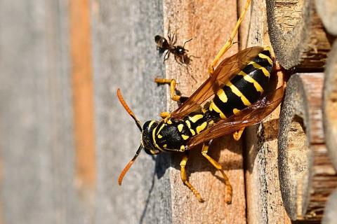 An ant and a bee. The Thai for "an ant and a bee" is "มดและผึ้ง".