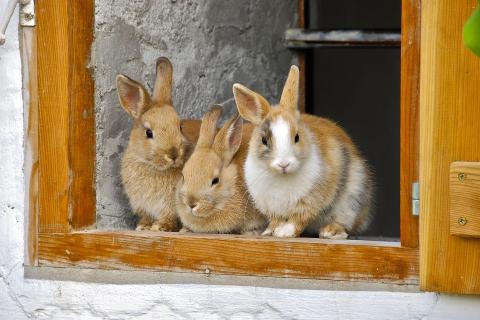Three rabbits. The Thai for "three rabbits" is "กระต่ายสามตัว".