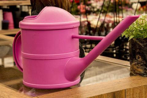 A pink watering can. The Thai for "a pink watering can" is "บัวรดน้ำสีชมพู".
