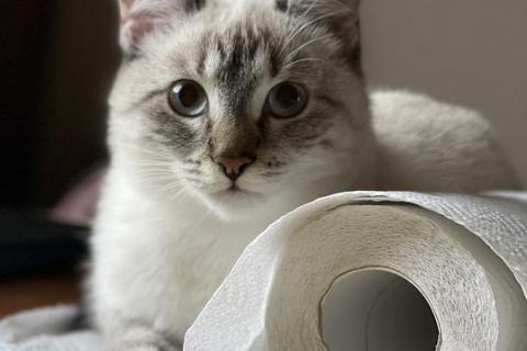 A cat and a toilet roll. The Thai for "a cat and a toilet roll" is "แมวและทิชชู่".