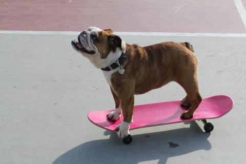 A dog and a pink skateboard. The Thai for "a dog and a pink skateboard" is "สุนัขและสเก็ตบอร์ดสีชมพู".