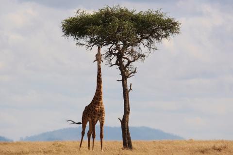 A giraffe and a tree. The Thai for "a giraffe and a tree" is "ยีราฟและต้นไม้".