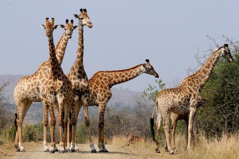 Five giraffes. The Thai for "five giraffes" is "ยีราฟห้าตัว".
