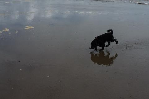 A black dog on the beach. The Thai for "a black dog on the beach" is "สุนัขสีดำบนชายหาด".