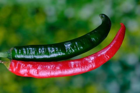 A green pepper and a red pepper. The Thai for "a green pepper and a red pepper" is "พริกเขียวและพริกแดง".