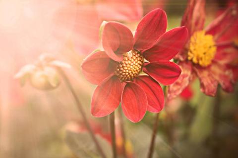 Flowers and sunshine. The Thai for "flowers and sunshine" is "ดอกไม้และแสงแดด".