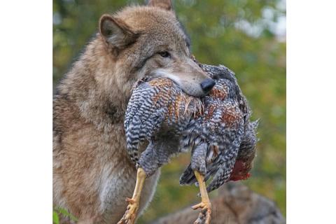 A wolf and his prey. The Thai for "a wolf and his prey" is "หมาป่าและเหยื่อ".