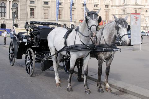 Horse carriage. The Thai for "horse carriage" is "รถม้า".