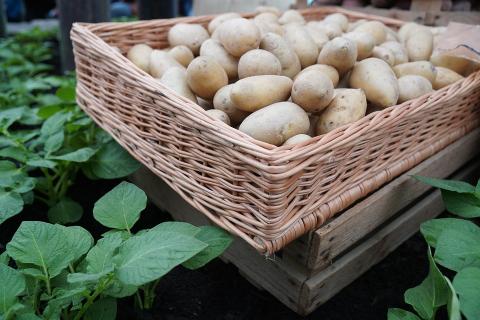 A basket of potatoes. The Thai for "a basket of potatoes" is "มันฝรั่งหนึ่งตะกร้า".