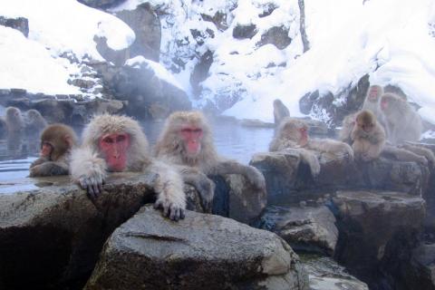 A group of monkeys in a hot spring. The Thai for "a group of monkeys in a hot spring" is "ฝูงลิงในน้ำพุร้อน".